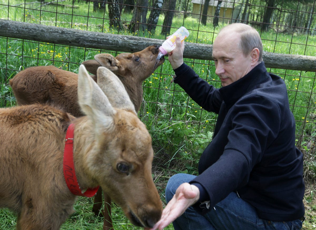 the-russian-president-bottle-feeds-young-elk-at-a-nature-reserve.jpg