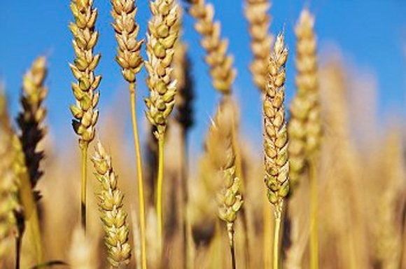 Modern-wheat-is-a-perfect-chronic-poison.jpg
