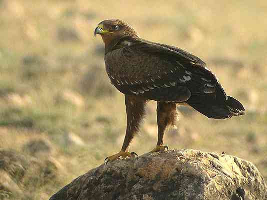 pic_Greater-Spotted-Eagle.jpg