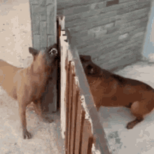 fighting-dogs-dogs.gif