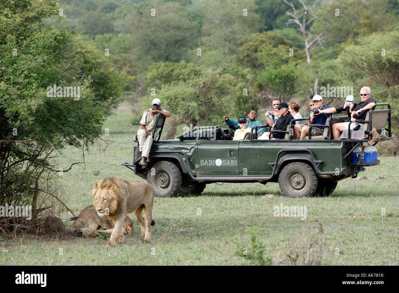 safari-jeep-and-african-lion-AK781K.jpg