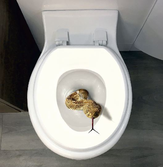 Snake-toilet-seat-sticker.jpg