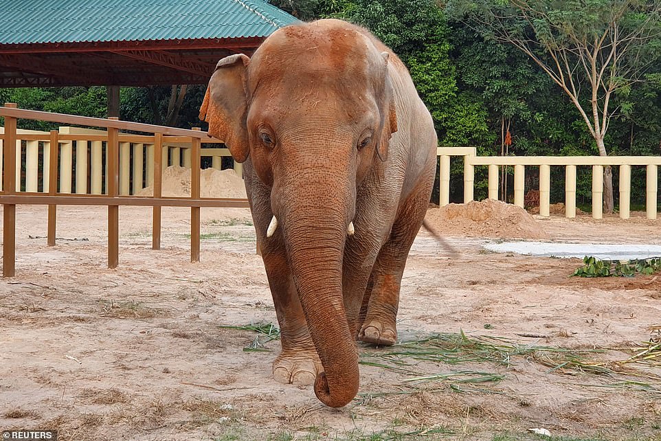 The Asian elephant previously spent 35 years in captivity, and since his partner's death in 2012, he has spent the past eight years alone. Pictured: Kaavan shortly after being moved to Cambodia