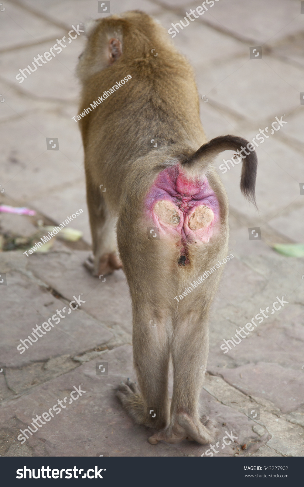 stock-photo-monkey-showing-red-ass-543227902.jpg