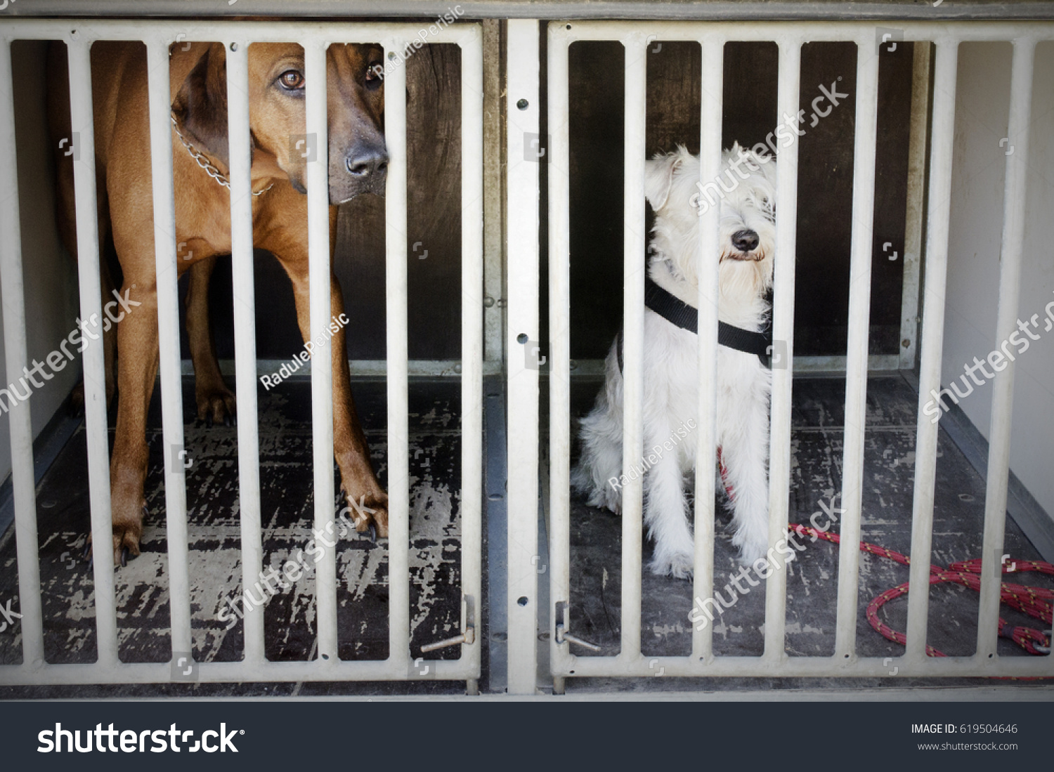 stock-photo-two-dogs-behind-of-the-prison-bars-619504646.jpg