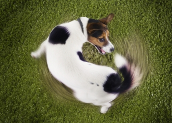 reasons-dogs-spin-in-circles.jpg