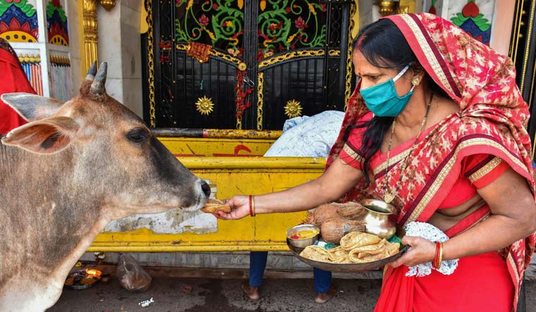Devotee-feeds-a-cow-after-prayers-outside-a-closed-temple-on-the-occasion-of-Ram-Navami-festival-pti.jpg