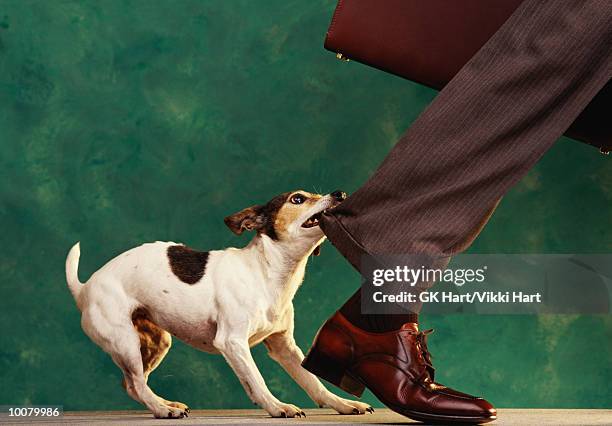 dog-nipping-at-your-heels.jpg