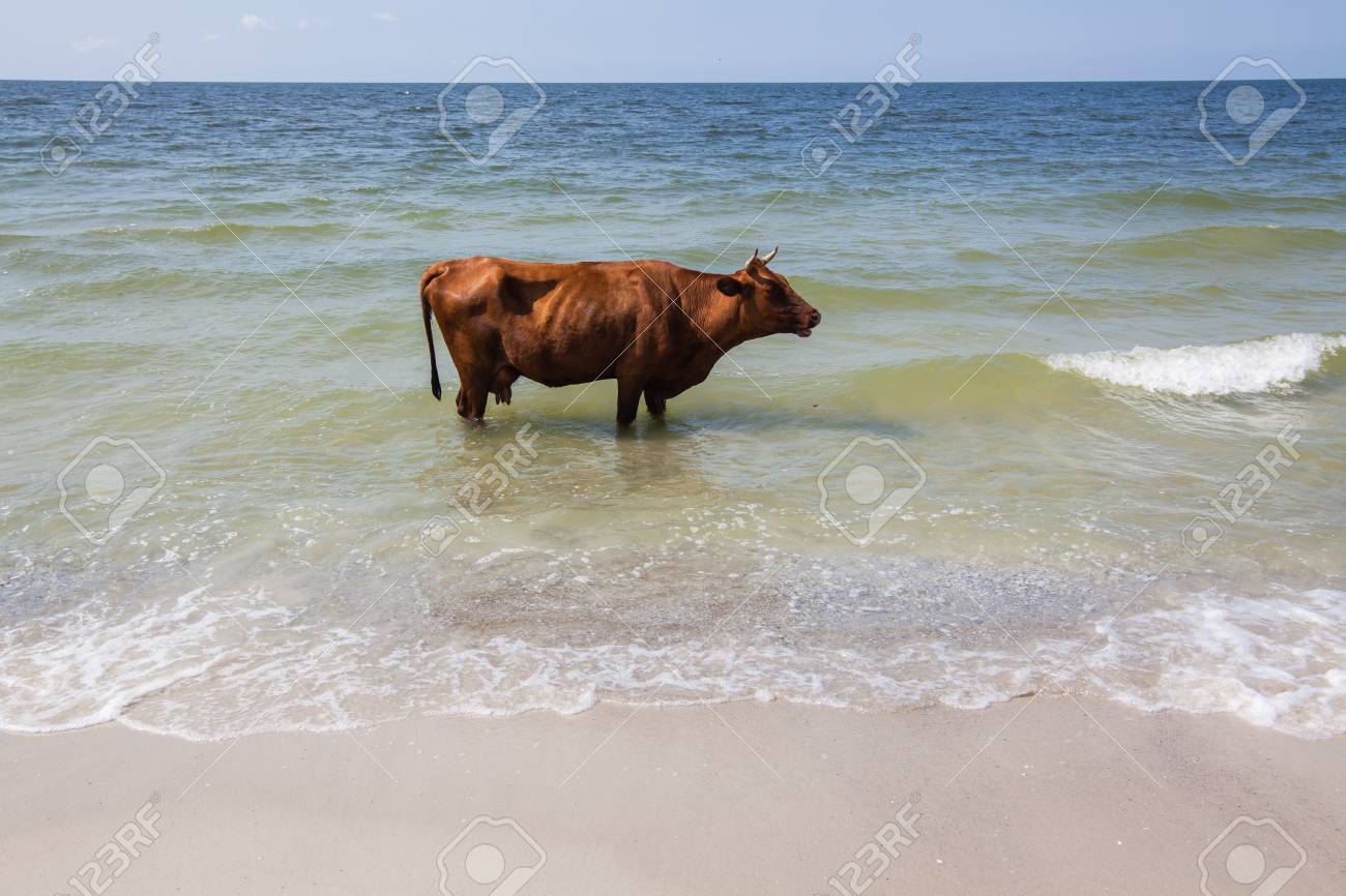 102321245-funny-brown-cow-is-standing-in-the-sea-on-a-sunny-day-near-by-sea-coast-and-beach.jpg