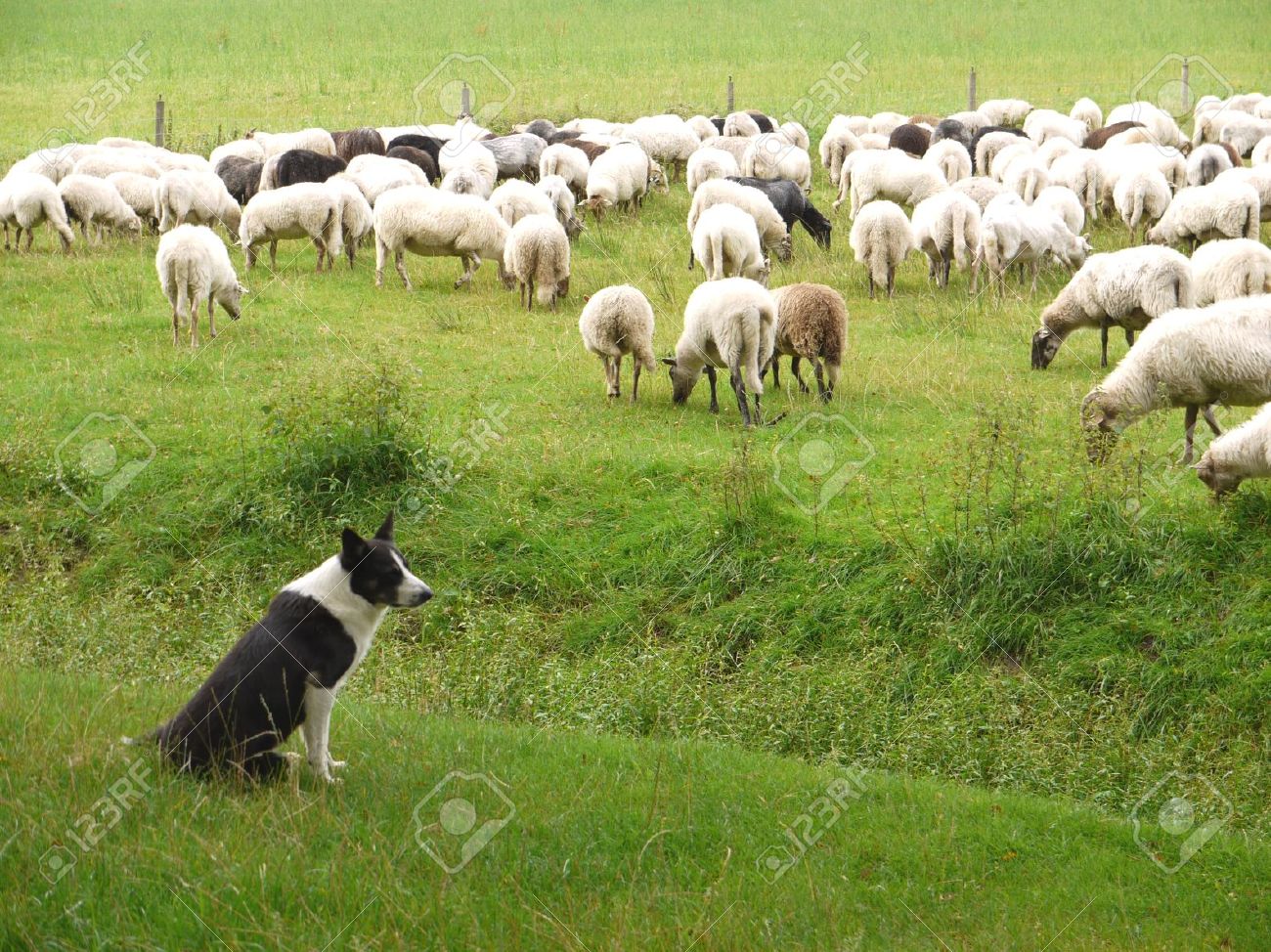 11912328-a-shepherd-dog-and-his-sheep.jpg