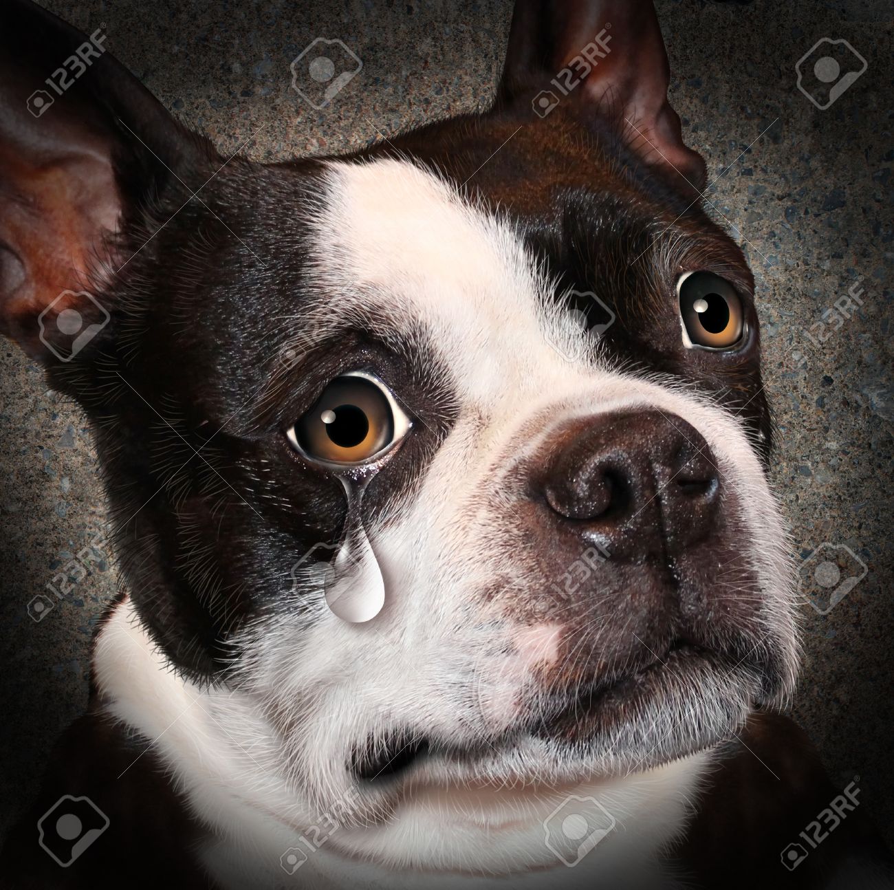 26171436-lost-pet-animal-cruelty-and-neglect-concept-with-a-sad-crying-dog-looking-at-the-viewer-with-a-tear-.jpg