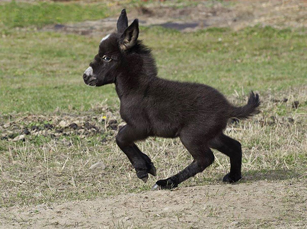 cute-miniature-baby-donkeys-5-5aa912361864d__605.jpg
