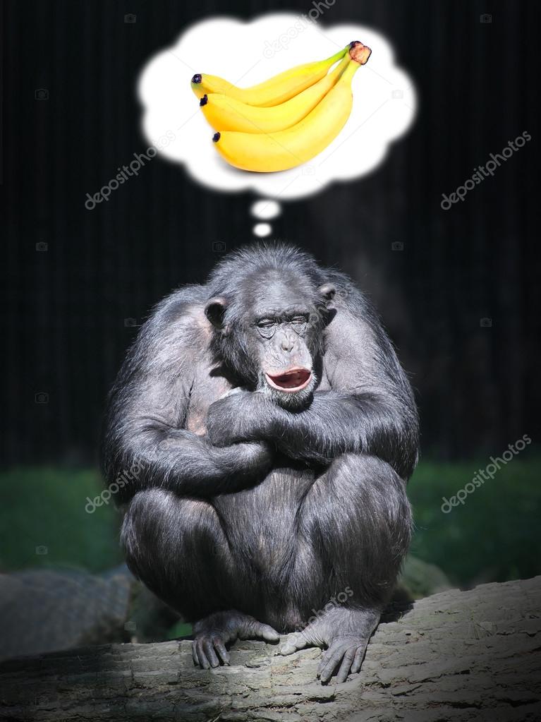 depositphotos_65991971-stock-photo-funny-chimpanzee-dreaming.jpg
