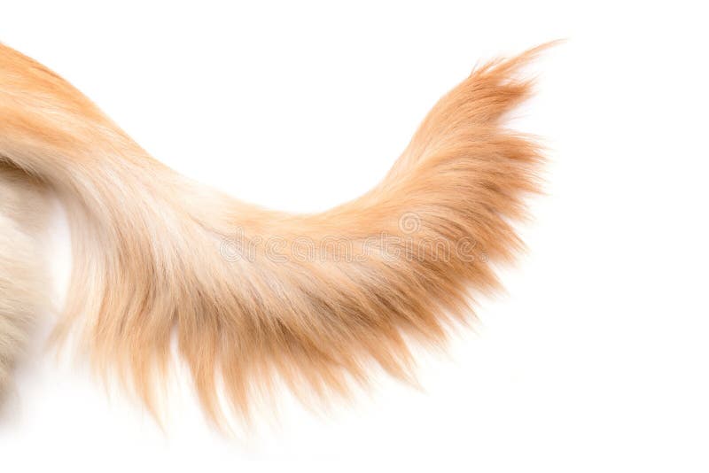 brown-dog-tail-golden-retriever-isolated-white-background-top-view-copy-space-text-design-close-up-195163003.jpg