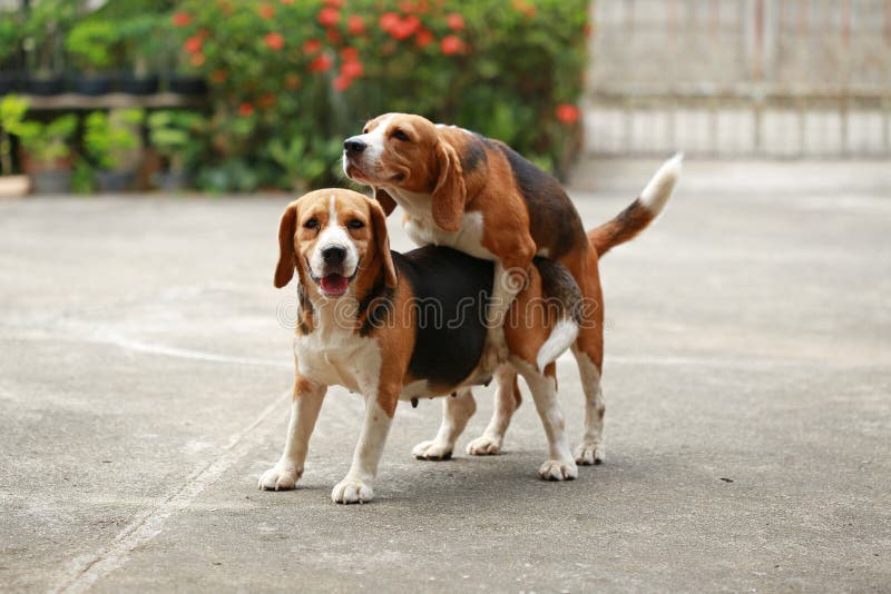 purebred-beagle-dog-now-receptive-mating-friendship-two-dogs-breeding-91096547.jpg