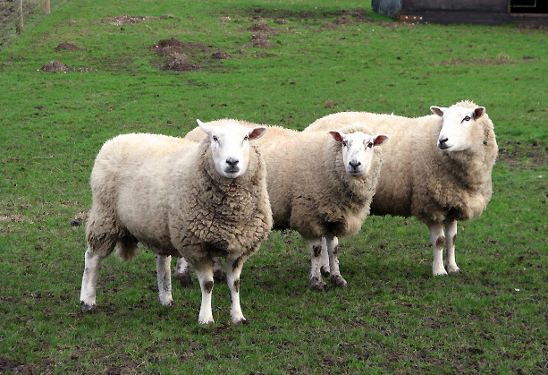 Three_sheep_in_a_row_-_geograph.org.uk_-_668194.jpg