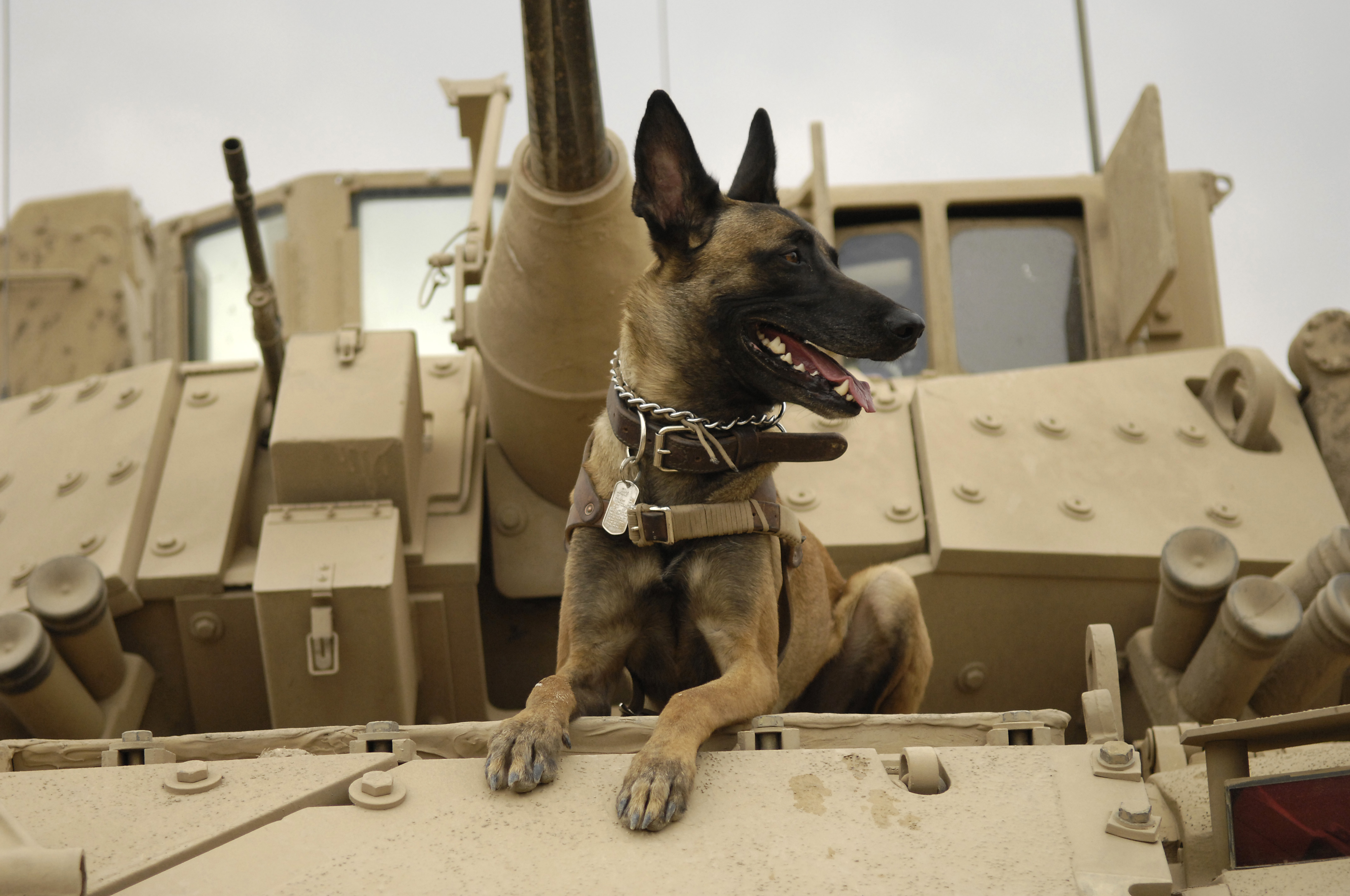 U.S._Air_Force_military_working_dog_Jackson_sits_on_a_U.S._Army_M2A3_Bradley_Fighting_Vehicle_before_heading_out_on_a_mission_in_Kahn_Bani_Sahd%2C_Iraq%2C_Feb._13%2C_2007.jpg